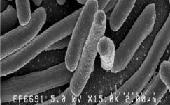 Sebestyén Mihály: A gyermekkórházaktól az Unió csókjáig