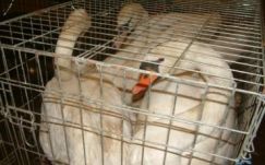 Védett hattyúkat akart kicsempészni Magyarországról egy románi férfi