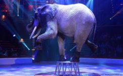 Betiltanák az állatok cirkuszi szerepeltetését