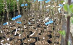 Több ezer csemetét ültetnek el tavasszal Háromszéken 