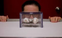 Magyar találmány vihet közelebb a vakság kezeléséhez