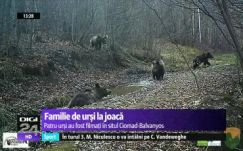 Székelyföldön fürdőző medvékre cuppant rá a román sajtó