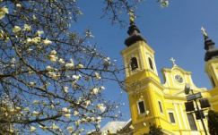 Virágzanak a nagyváradi magnóliák