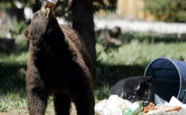 Medve terrorizálja a málnásiakat, segítséget kér a polgármester