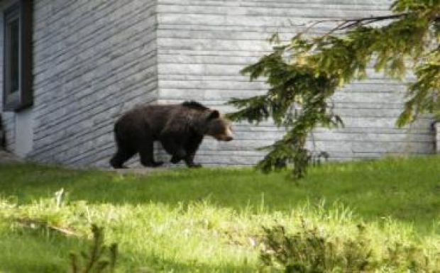 Szükségállapot a Magas-Tátrában a medvék miatt
