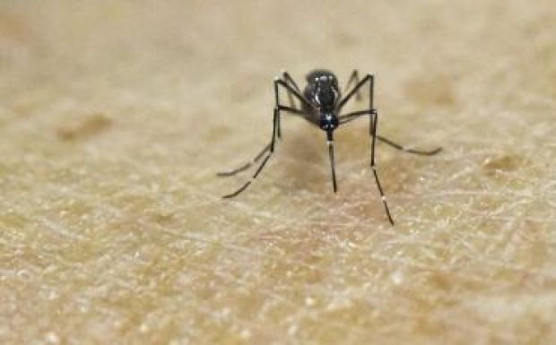 A vártnál ijesztőbb eredményekre jutottak a zikavírus kapcsán
