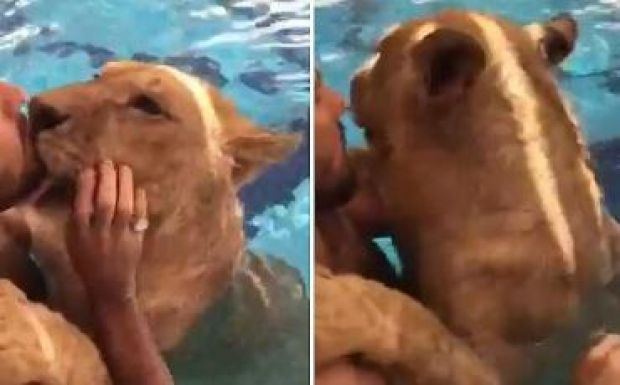 Marosbogát-effektus: oroszlánjával pancsol egy férfi Vajdahunyadon