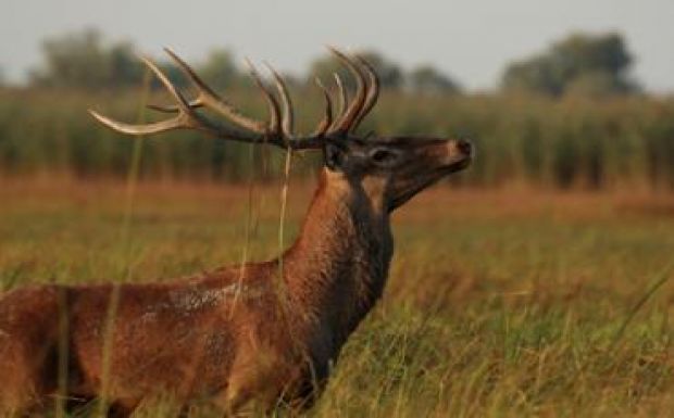Saját udvarán nyársalt fel egy őzbak egy 90 éves magyarföldi férfit