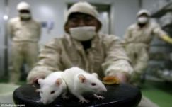 Egereket klónoztak a vizeletükből nyert sejtekkel