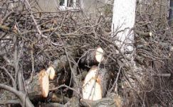 Sebestyén Mihály: Még zöldel a nyárfa az ablak előtt?