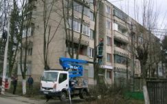 Miért vágják ki a fákat Marosvásárhelyen?