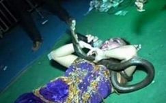 Előadás közben marta meg a kobra, meghalt a popsztár