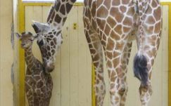 Először született zsiráf a debreceni állatkertben