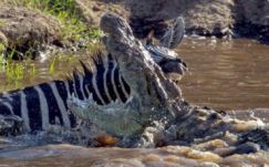 Krokodilt harapott meg egy bátor zebra