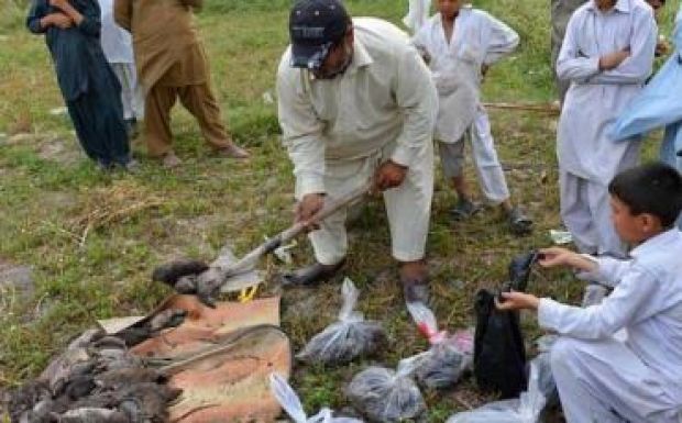 Már öt kisgyereket öltek meg a patkányok Pesavárban