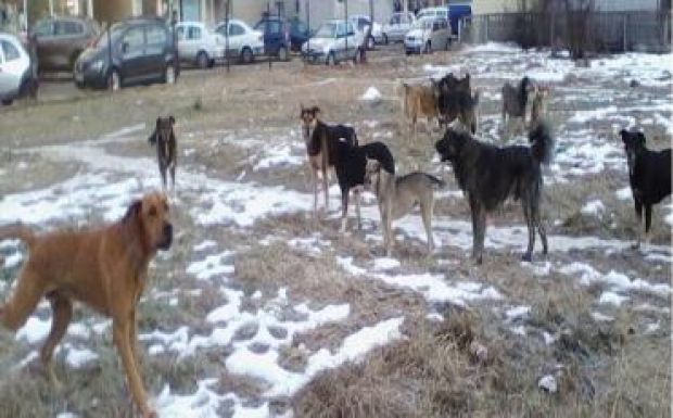 Sebestyén Mihály: Házzal vagy ház nélkül