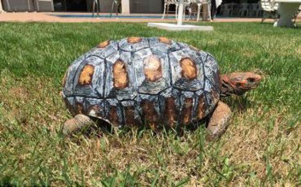 3D-nyomtatóval kapott új páncélt magának egy teknősbéka