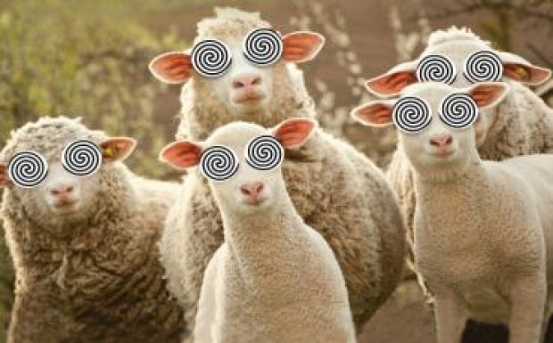 Őrült ámokfutásba kezdett a marihuánát felfaló birkanyáj