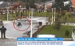 Dolga akadt egy medvebocsnak Bușteni központjában