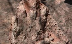 A dinoszauruszok ősére bukkantak Spanyolországban