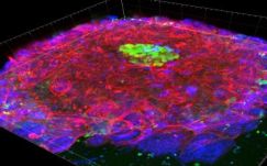 Előrelépés: két hétig élt a méhen kívüli magzat