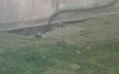 Patkányokat filmeztek egy megyei kórházban