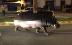 Elszabadult egy viziló egy spanyol város utcáin