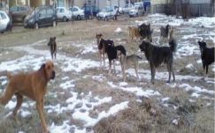 Sebestyén Mihály: Házzal vagy ház nélkül