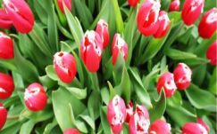 Székedi Ferenc: Zárt ajtók, zárt ajkak