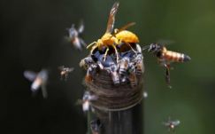 Már embert is öltek a gyilkos ázsiai darazsak Nagy-Britanniában