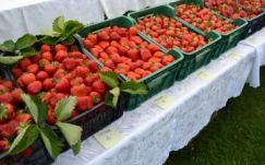 Nagyon jó évük van a halmi epertermesztőknek