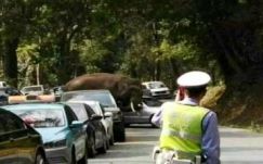 Vad ázsiai elefántok végeztek két emberrel Délnyugat-Kínában