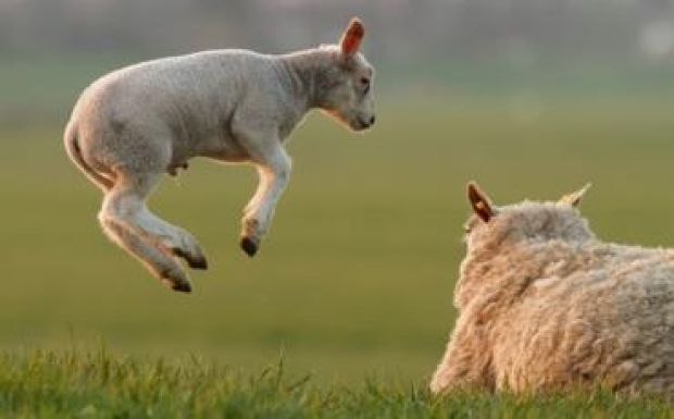 Átalakult a hazai állattenyésztés: sok a birka, kevés a marha és a sertés