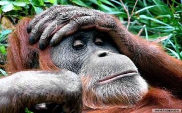 Egy majom kapcsolta le az áramot a fél országban 