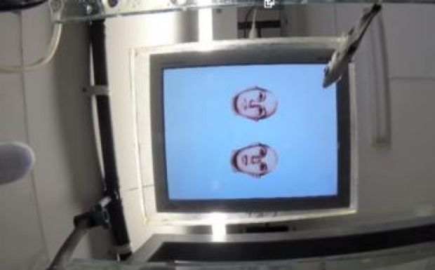 Arcfelismerő halat fedeztek fel