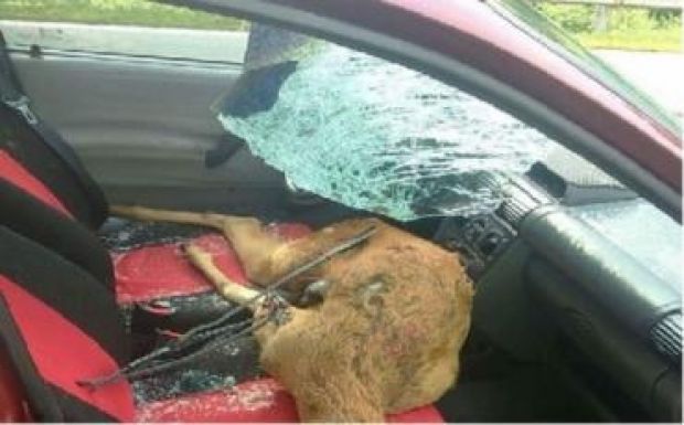 Különös baleset Krassó-Szörény megyében 