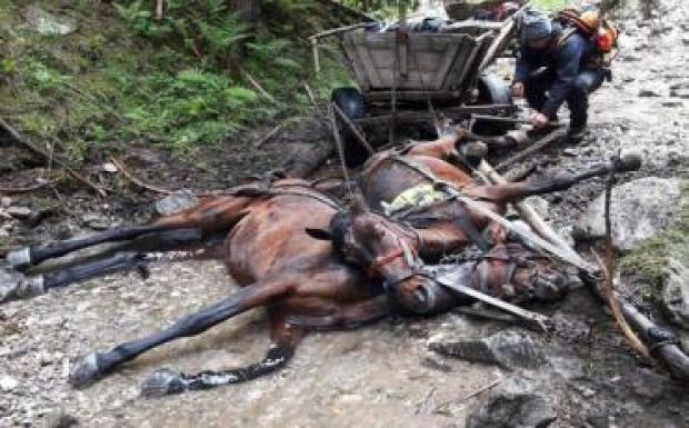 Órákon keresztül mentették a hideg vízben elgémberedett lovakat