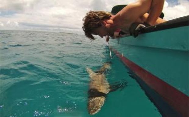 Meglepő eredményeket mutat a világ első cápaszámlálása