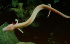 Ritka esemény: emberhal jött világra egy szlovén cseppkőbarlangban