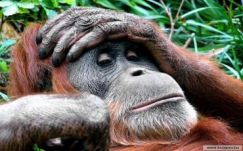 Egy majom kapcsolta le az áramot a fél országban 