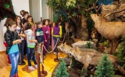 Három év alatt harmincezren a sepsiszentgyörgyi Vadászati Múzeumban