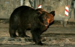 Idős férfire támadt a medve Brassó közelében