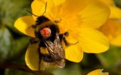 A méhek titokzatos életét megfigyelő program kezdődött Londonban