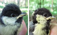 Stresszesebbek és gyorsabban öregednek a városi madarak