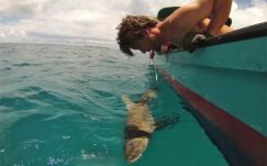 Meglepő eredményeket mutat a világ első cápaszámlálása