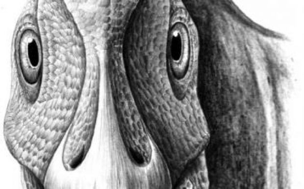 Híres lett egy Erdélyben talált dinoszaurusz: daganatot fedeztek fel nála