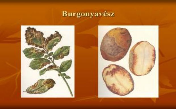 Küzdenek a burgonyavész ellen a Hargita megyei gazdák