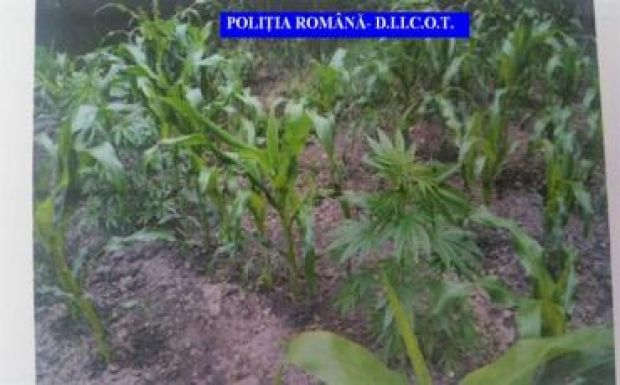 Marihuána-ültetvényekre csapott le a DIICOT Hargita megyében