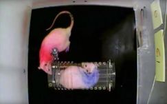 A nyugtatók nem csak a szorongást, de az empátiát is eltűntetik