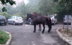 Autója után kötötte lovát egy szatmárnémeti